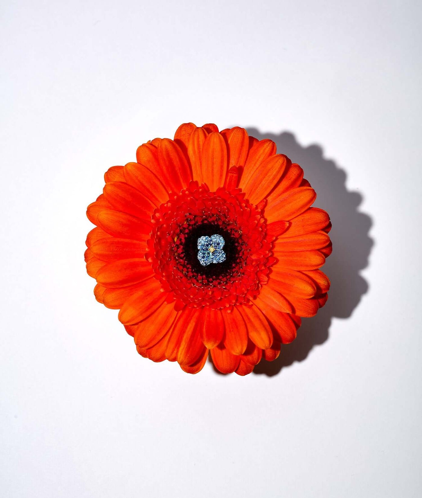 Blue Poppy Charm
